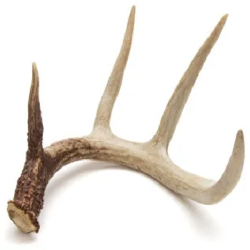 Buy Naturally shed Whole Red Deer Antlers  high Grade Whole Red Deer Antlers  in bulk available  at cheap price  available