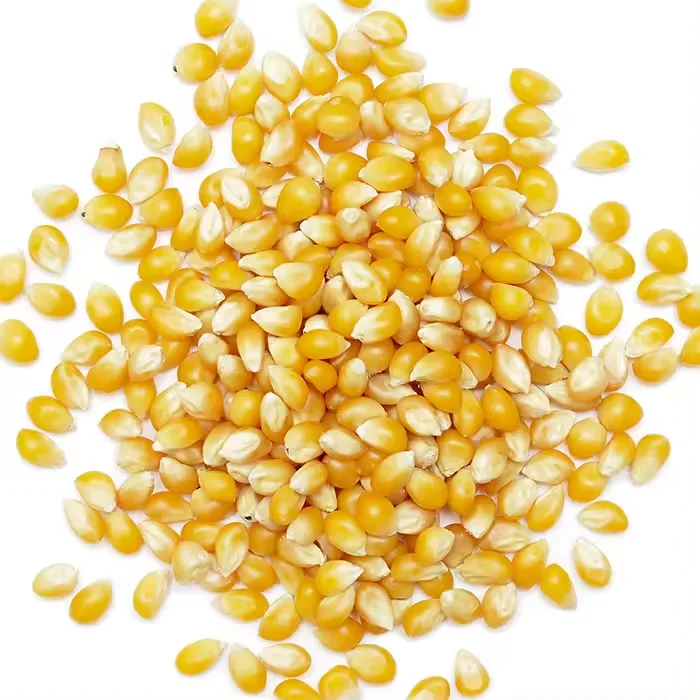 YELLOW CORN Maize FOR HUMAN AND POULTRY  FEED LOW PRICE