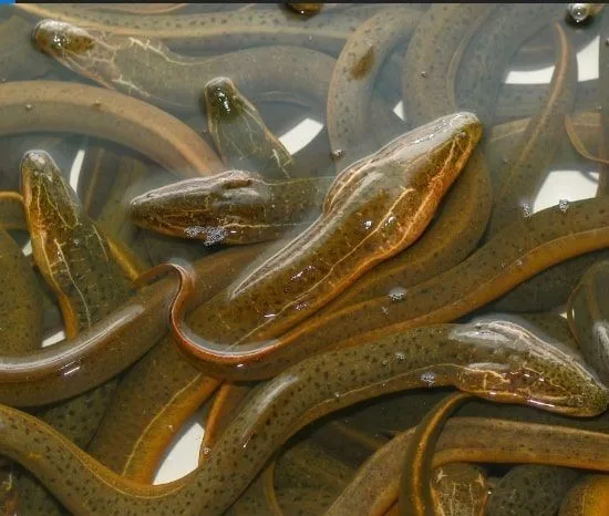All naturally farmed nutritious eel fish is very tasty and healthy to eat and can be bought at a very low price