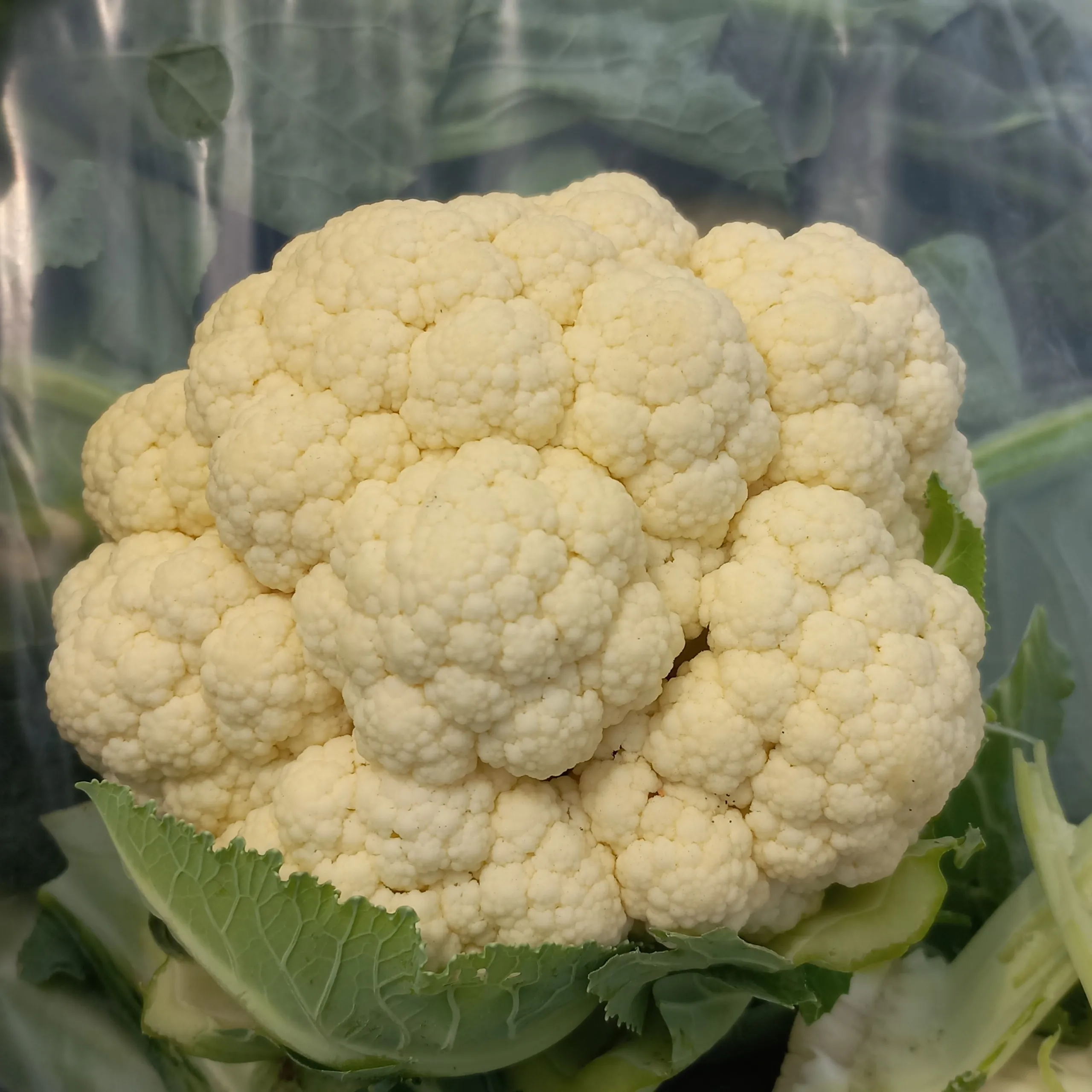 Wonderful Fresh Cauliflower Export Standard New Harvest Fresh Vegetables in Vietnam