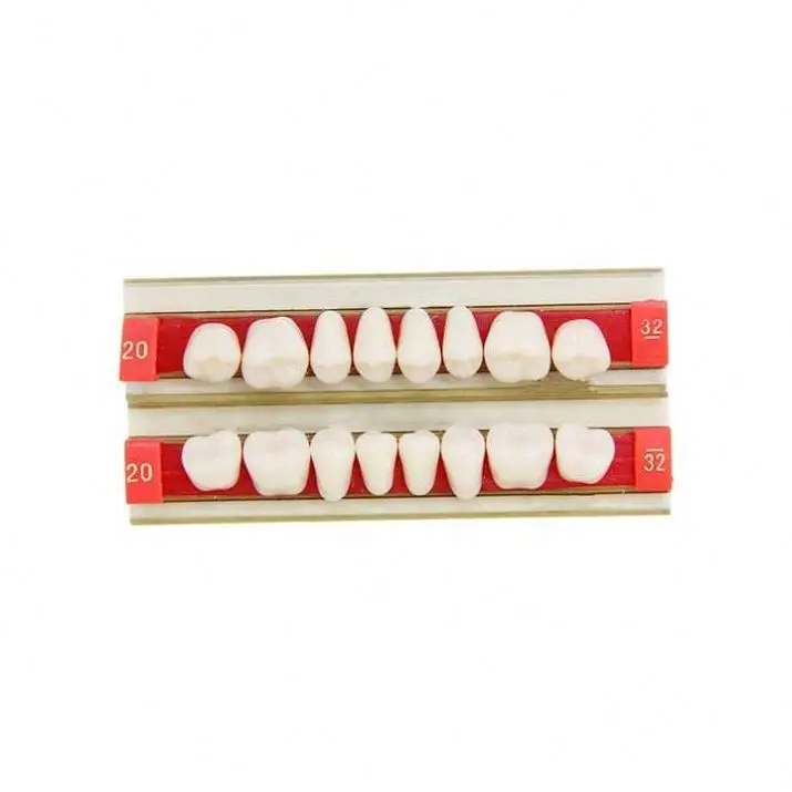 Wholesale Upper And Lower False Teeth For Dental Teeth Model
