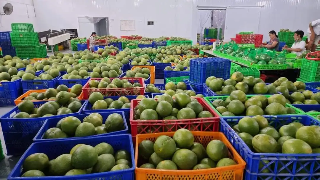 Vietnam top quality pink flesh pomelo new crop season