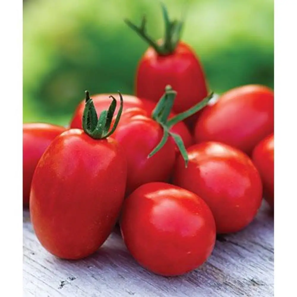 fresh tomato for sale at good prise
