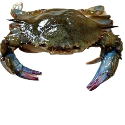 For Sale Live Mud Crabs Blue Frozen KOSHER Golden Crab Meat Shelf Origin Type Life Variety Product