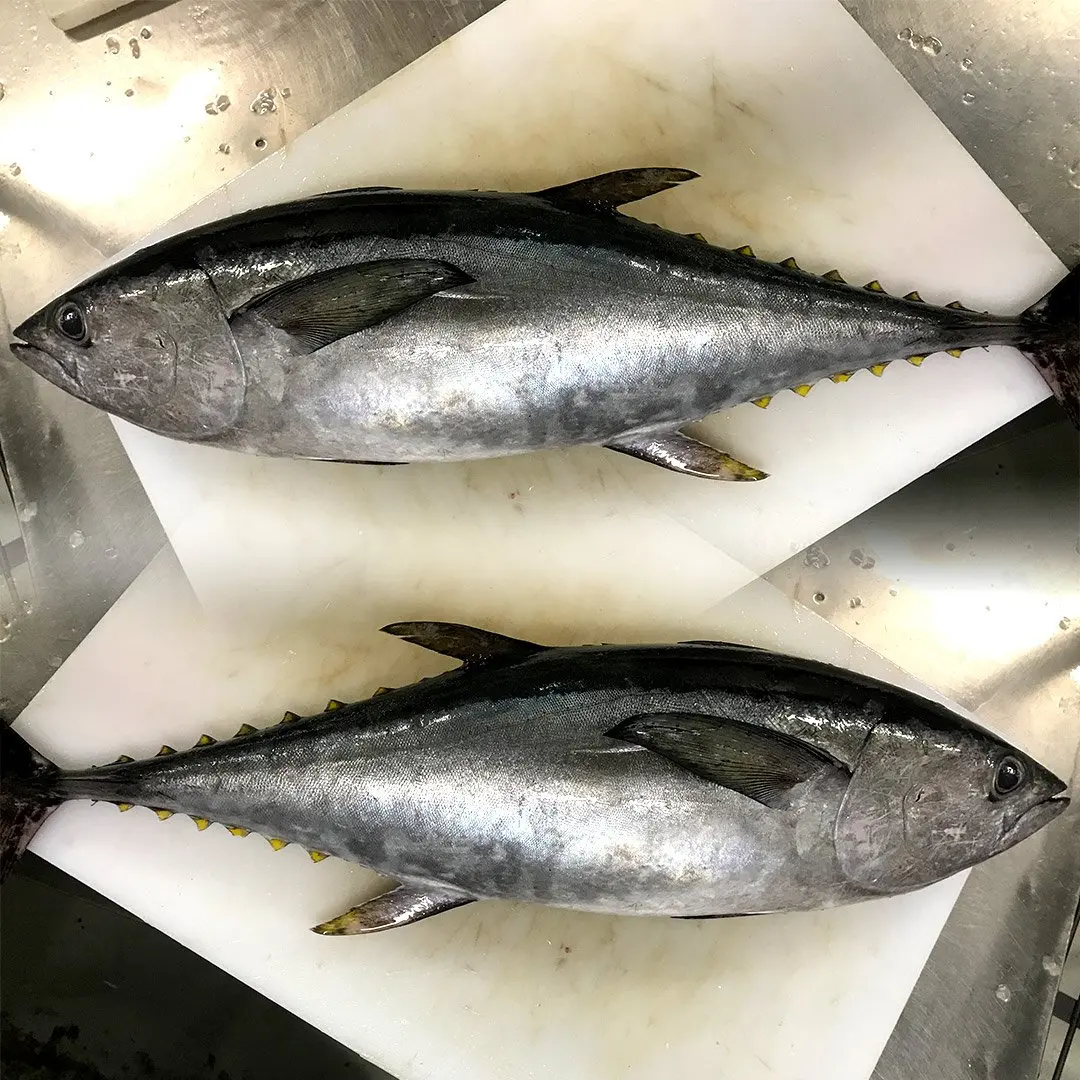 Bulk Stock Available Of Fresh Frozen yellowfin Tuna fish At Wholesale Prices