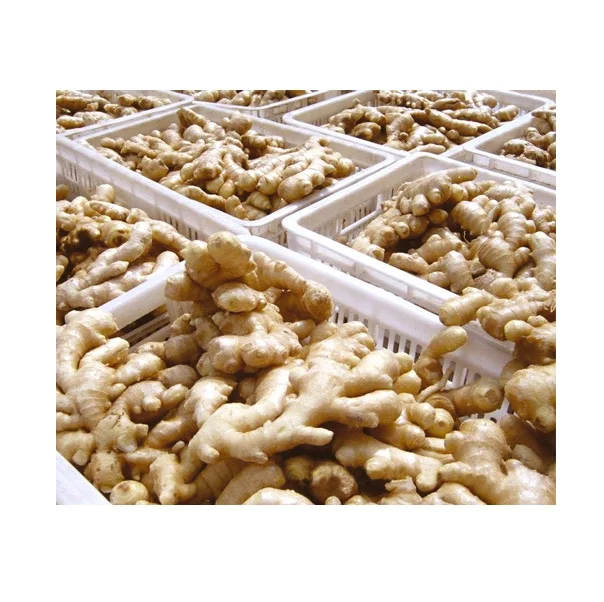 Cheapest Price Supplier Bulk Fresh Ginger Root Wholesale Fresh Vegetables Ginger With Fast Delivery