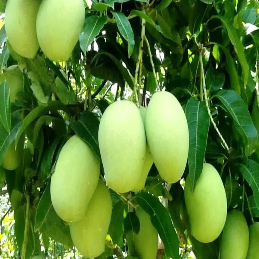 1 Month Shelf Life Fresh Mangos Passionate Aroma Sweet Taste Agriculture 100% Natural Vietnamese Cat Chu Mango