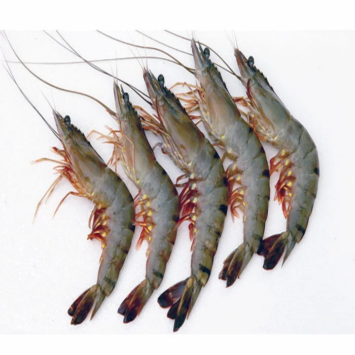 Vietnamese Best Price Frozen Vannamei Shrimp high quality