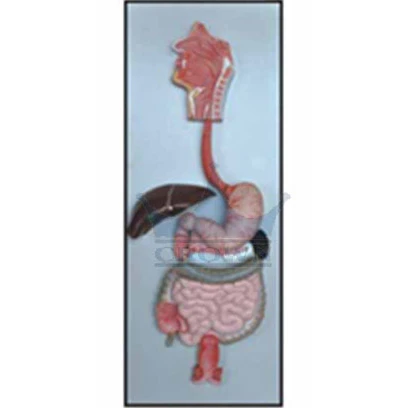 Ready to Ship Human Digestive System Model with Natural Human Digestive System For Sale By Indian Exporters