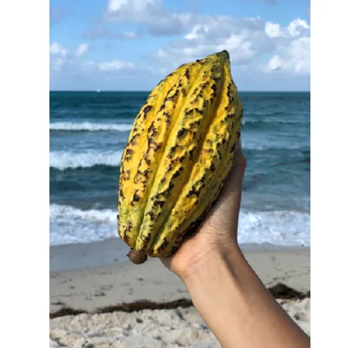 High Quality Cocoa Beans Hot sale /Europe Importers & Exporters of Cacao Beans for Chocolate Factories