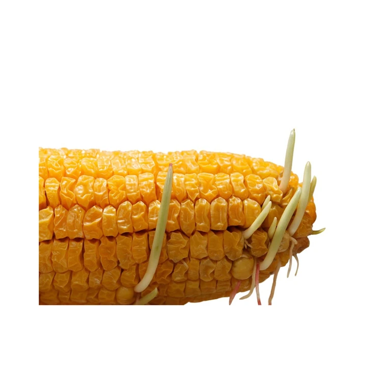 Premium High Quality Yellow Corn Maize Grains Feed Corn Maize for Animal from CA;9 Non-glutinous 50 Kg Dried 1 Cm AD