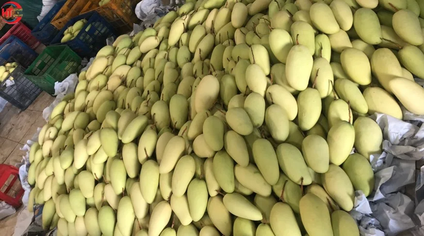 Vietnam Crop Organic Tropical Fresh Fruit Unripe Maturity Crunch Crisp Slightly Sweet Taste Siamese Keos Mango Carton Packaging