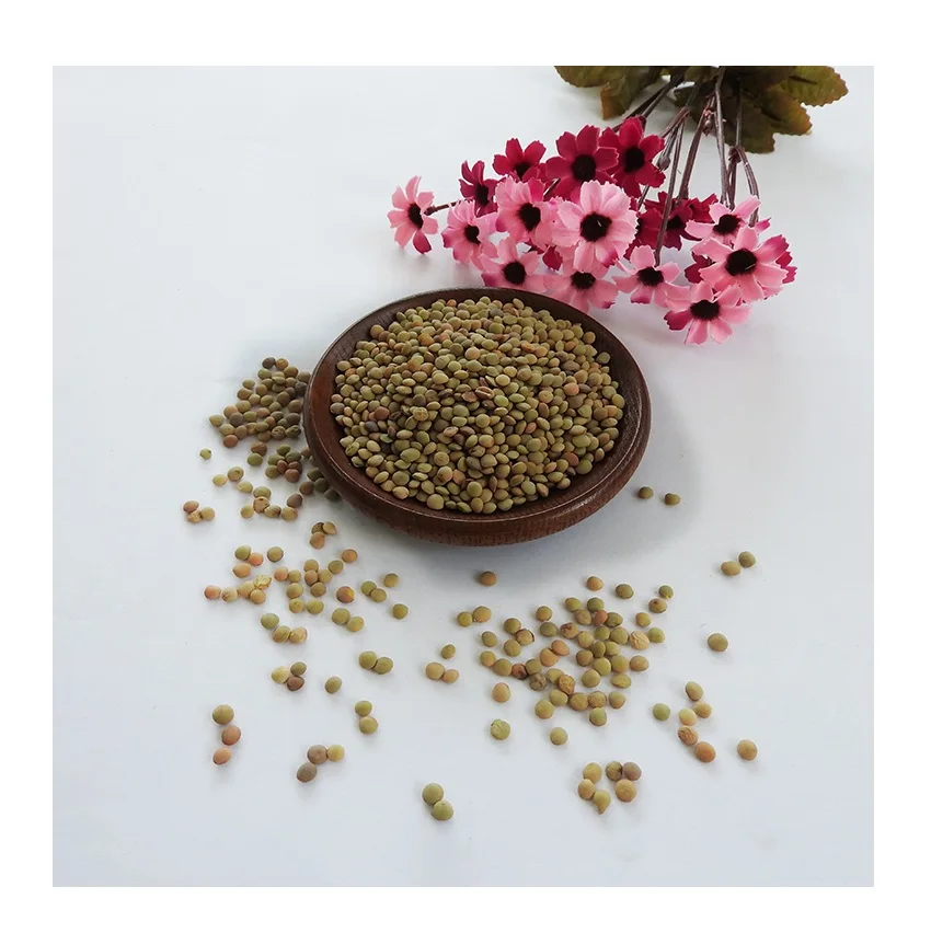 Hot Selling Price Canadian Whole Green Lentils Dry Organic Green Lentils in Bulk