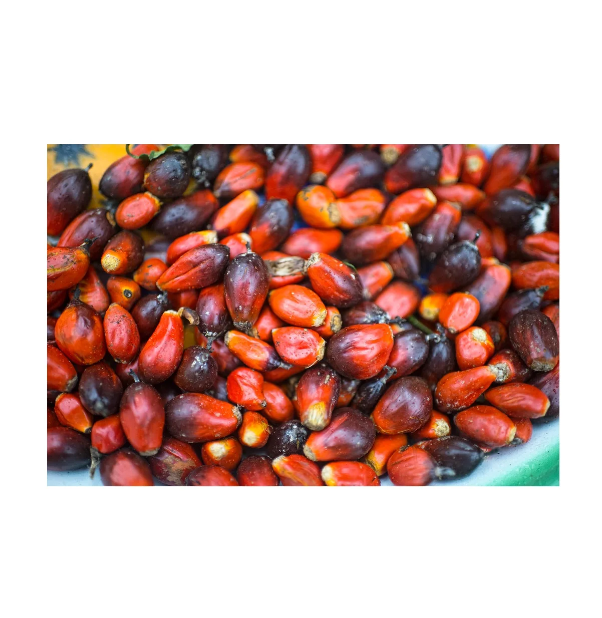 Brazil Palm Nuts Fresh Young Palm Nuts For Sale
