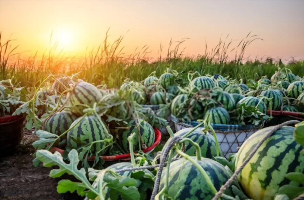 Supply Fresh Watermelon | Grade 1 For Exporting | Tropical Vietnamese fruit