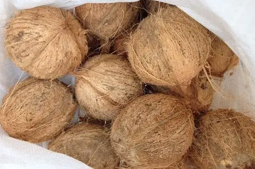 BEST SELLING MATURE COCONUT SEMI HUSKED COCONUT FROM BLUE LOTUS FARM VIETNAM 2023