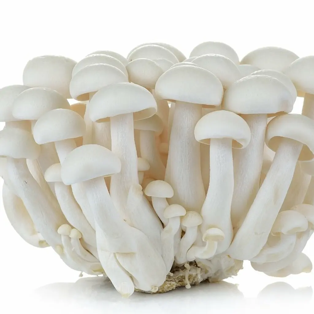 Dried Pleurotus Ostreatus wholesale uncut full oyster mushrooms with the stem