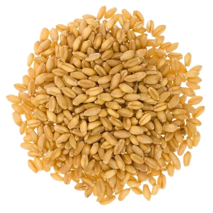 Cheap Price Wheat grain seed White Soft and Hard Wheat Grains for Sale