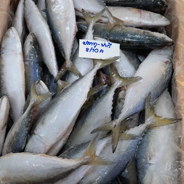 Fresh Frozen Tuna Hgh Quality size 8/10 one box weight 10 KG Cheap Price