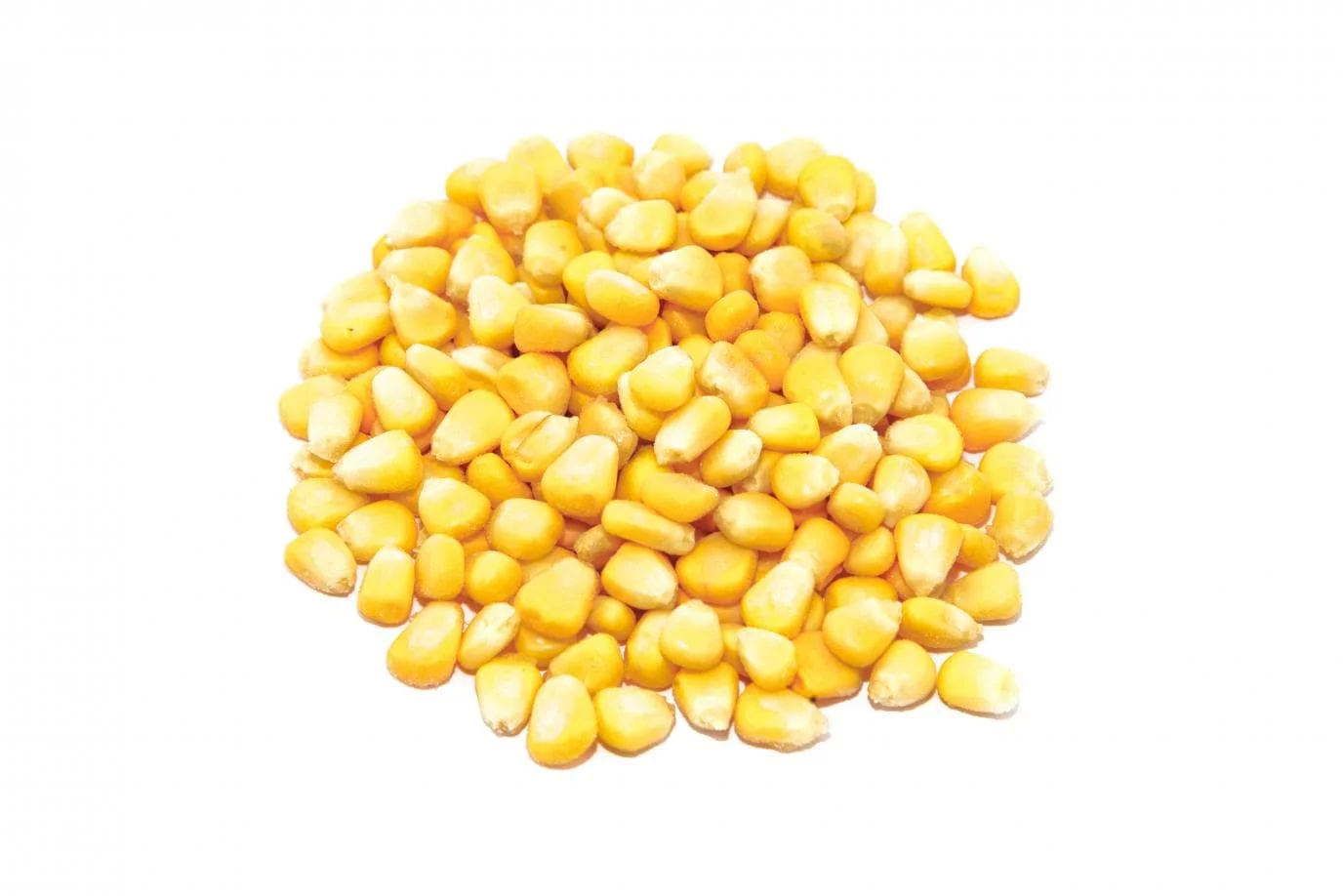 CORN Feed corn in bulk  Russian animal feed corn feed in bulk for sale