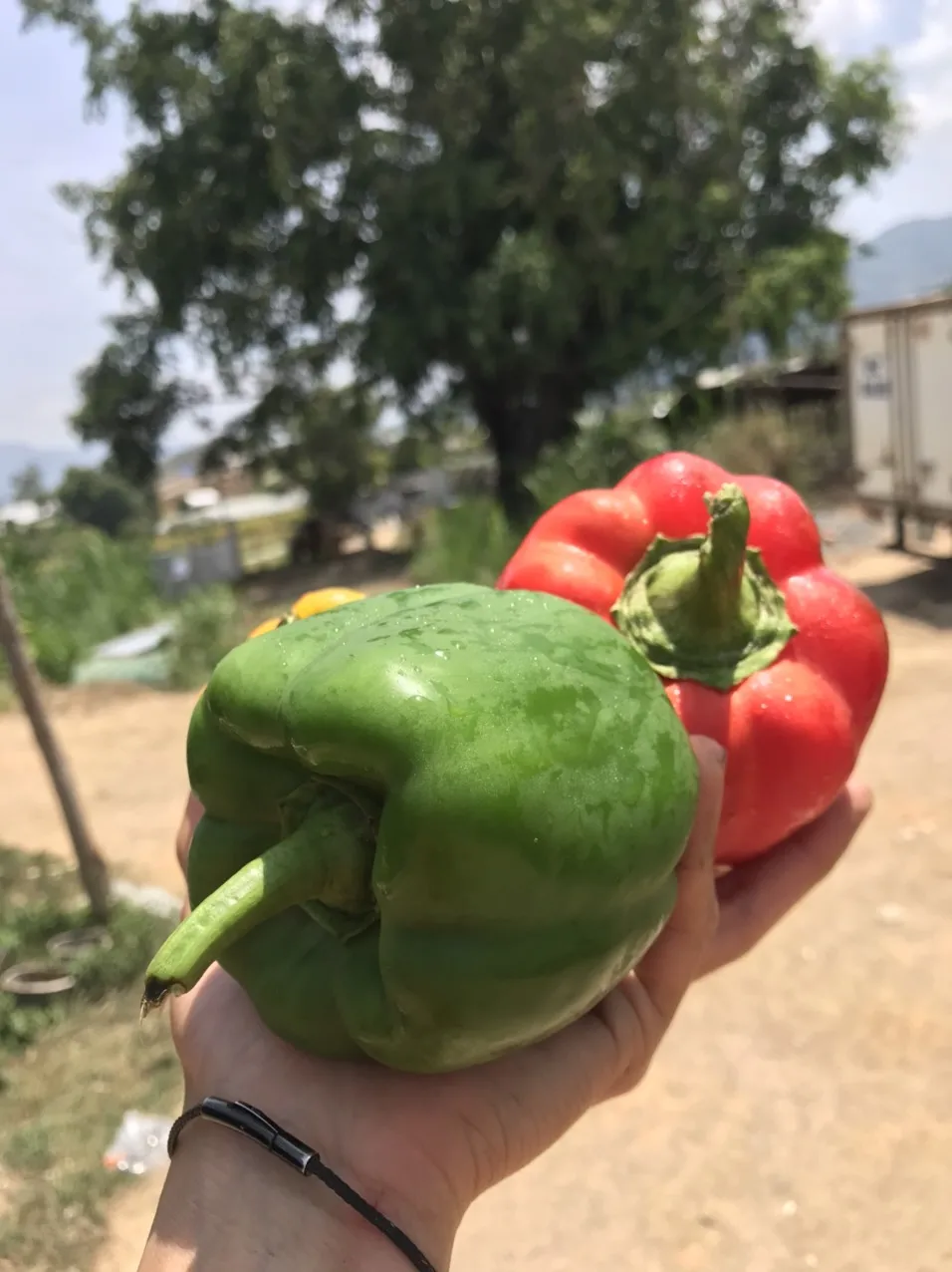 Capsicum/Fresh Red Bell pepper from Vietnam to the best price - standards in agricultural production from Dalat
