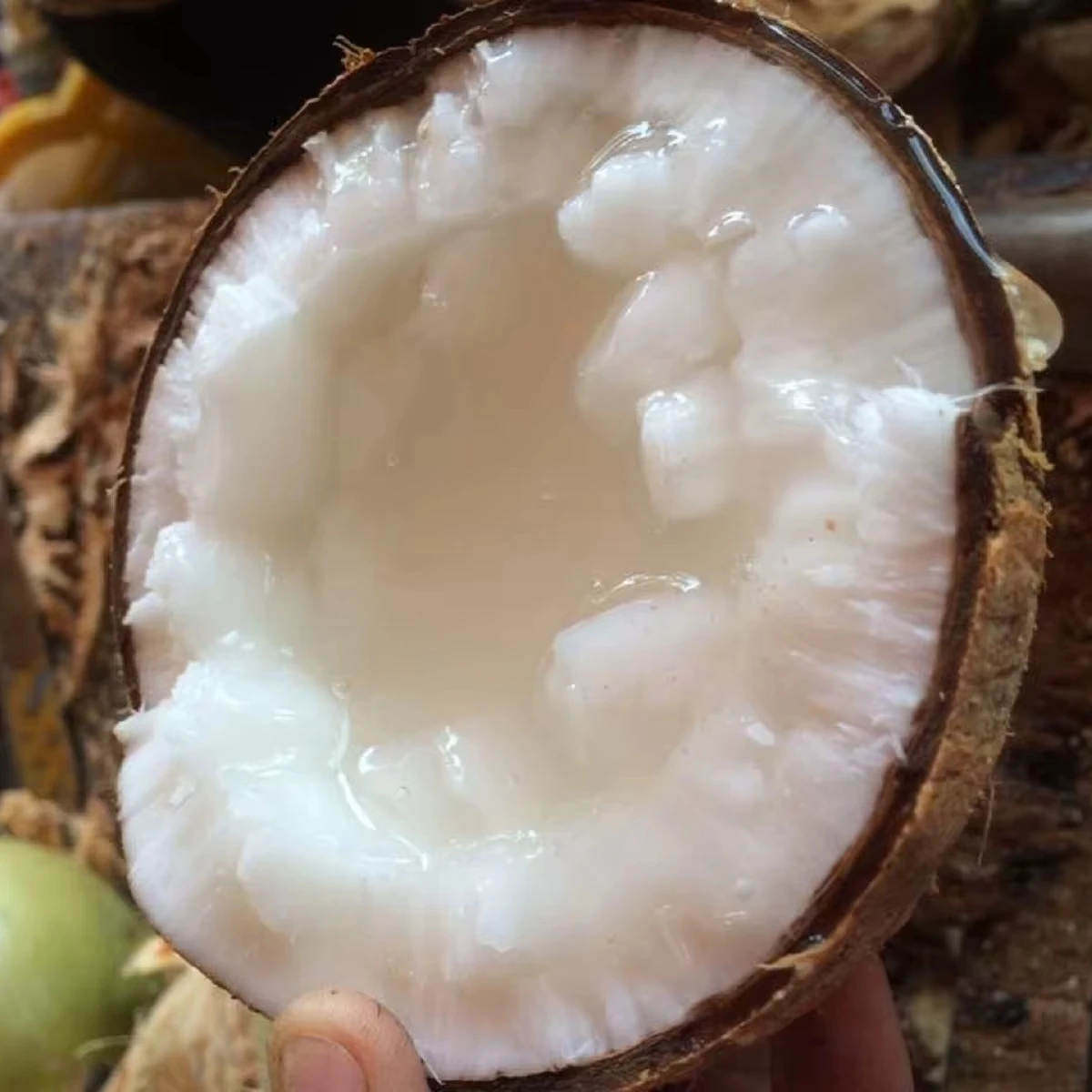 COCONUT MACAPUNO COCONUT WAX WHOLESALE ORGANIC FRUIT FROM VIET NAM PURE HIGH QUALITY FRESH COCONUT