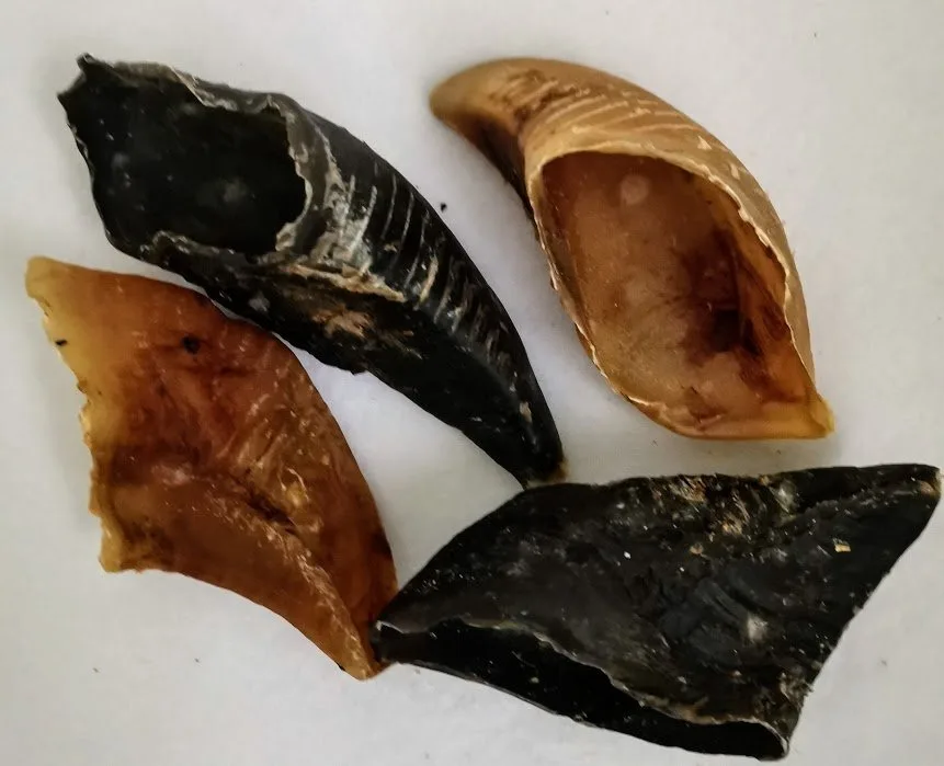 Healthy Buffalo Horn Dog Chew Filled with Beef-Taste Treats for Strong Teeth