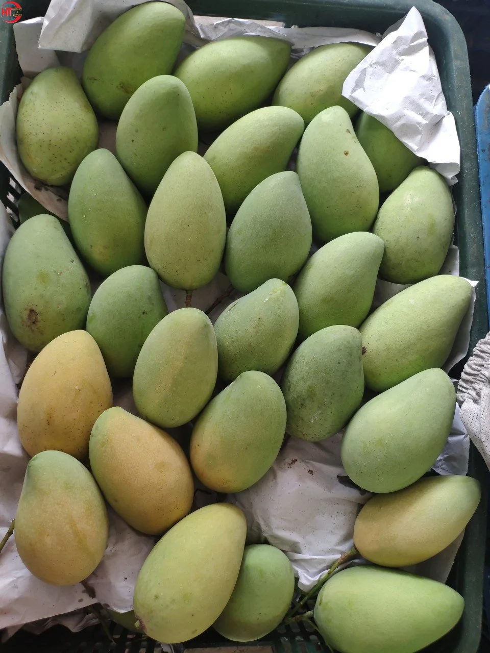 Fresh Fruit Export Organic Cultivation Ripe Maturity Natural Sweet Taste Hoa Loc Mango From Vietnam Brand