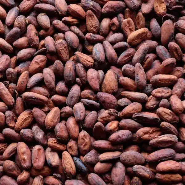 100% Organic Cacao Beans /Sundried Criollo Cocoa Beans / High Grade Dried Raw Organic Cocoa Beans