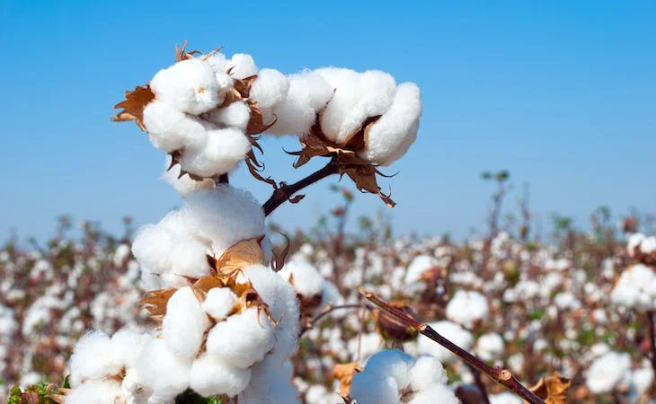 raw cotton for sale USA high quality raw material organic cotton ginned cotton
