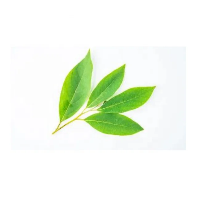 Buy LITSEA CUBEBA HYDROSOL at Wholesale price  from india largest manufacture kanha nature oils