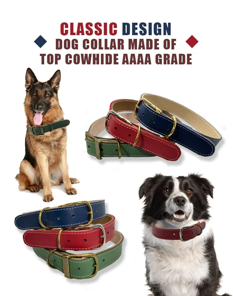 Dog Collar T17 N3L03