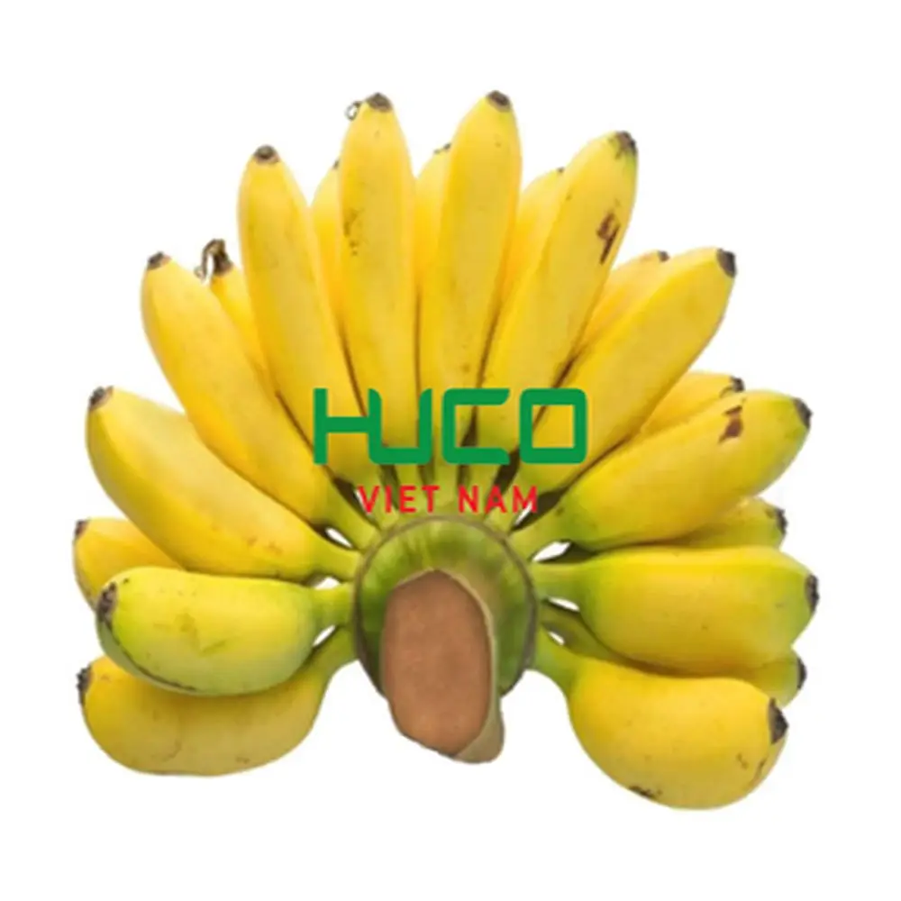 Best Price Tropical Banana Organic from Vietnam Fresh Natural Banana