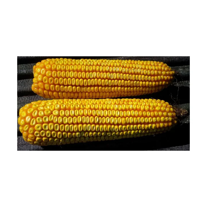 Yellow Corn for Human Consumption and animal feed at wholesale price
