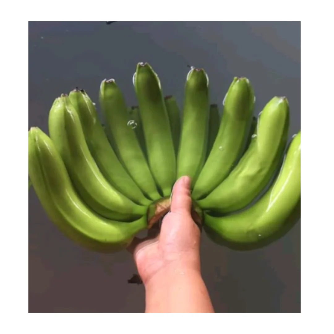 Fresh, Ripe Bananas for Every Taste Experience the Taste of Vietnam with Our Bananas Farm-Fresh Bananas, Packed with Flavor