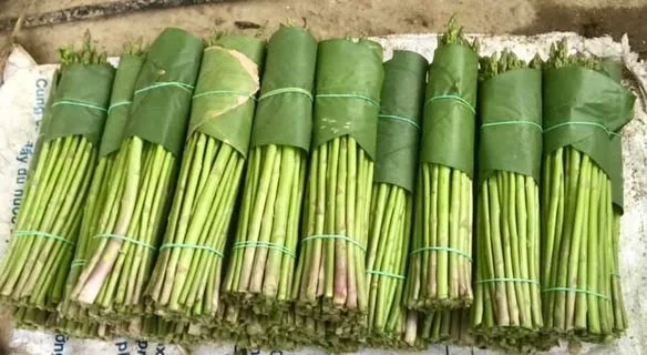 100% FRESH ASPARAGUS SUPER HIGH STANDARD WITH COMPETITIVE PRICE FROM VIETNAM 2023