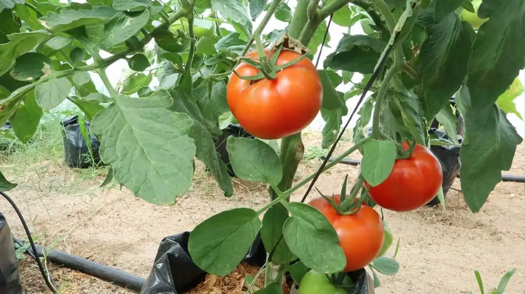 Rich sweetness premium tomato export fresh fruits and vegetables