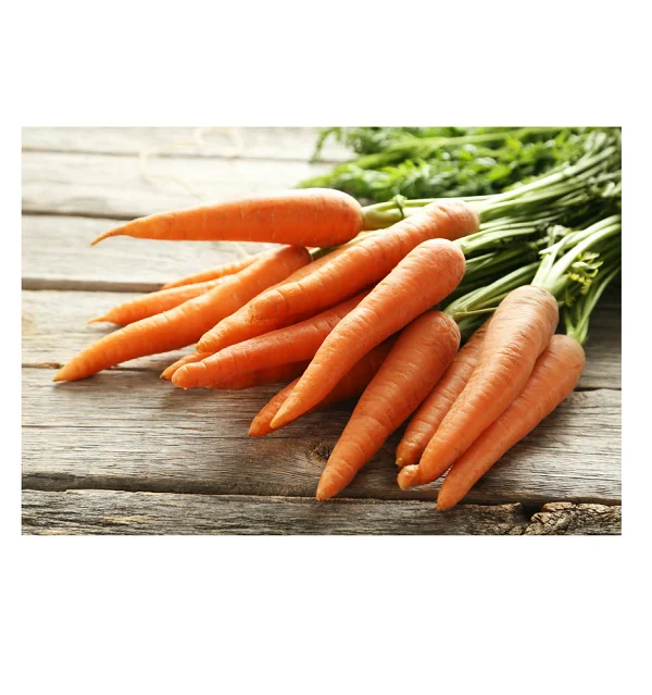 Fresh Vegetables Supplier Fresh Carrots Best Price New Crop Red Carrots Affordable Cheap price Vegetables Fresh Carrots For Sale