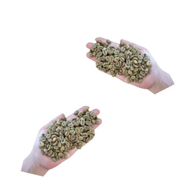 Aromatic Robusta Coffee Beans Vietnam Green Coffee Beans Made in Vietnam Bean ISO22000 2018 High Quality 18 Drink Premium Grade