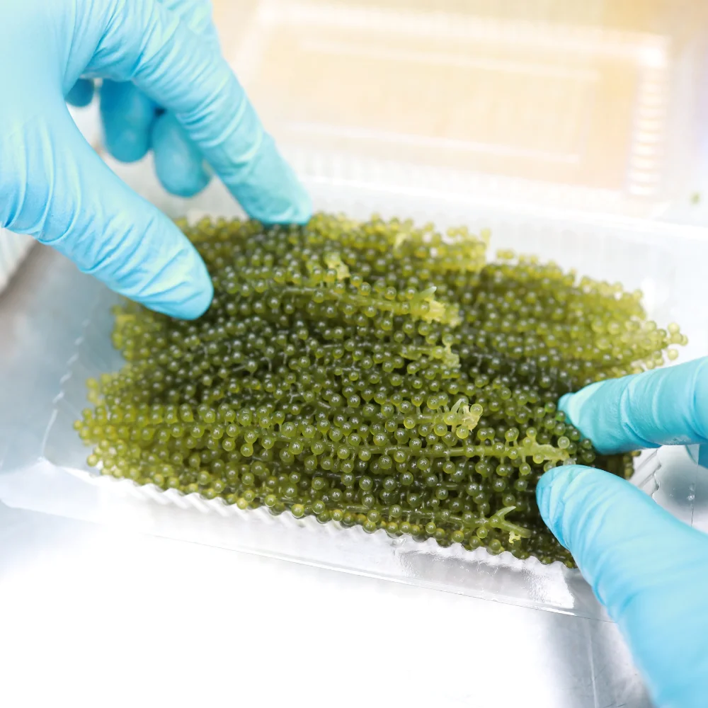 Umibudo 1kg Fresh Sea Grapes Nori Dried Seaweed High in Nutrition Green Caviar Healthy Food from Viet Nam