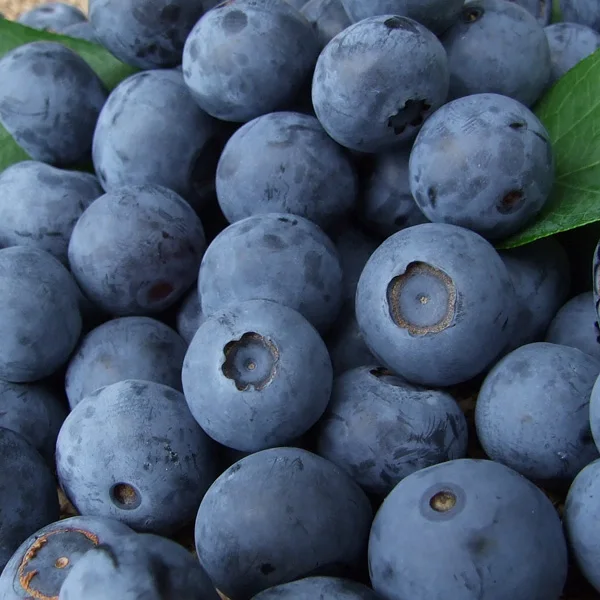 Fresh Blueberry from Japan
