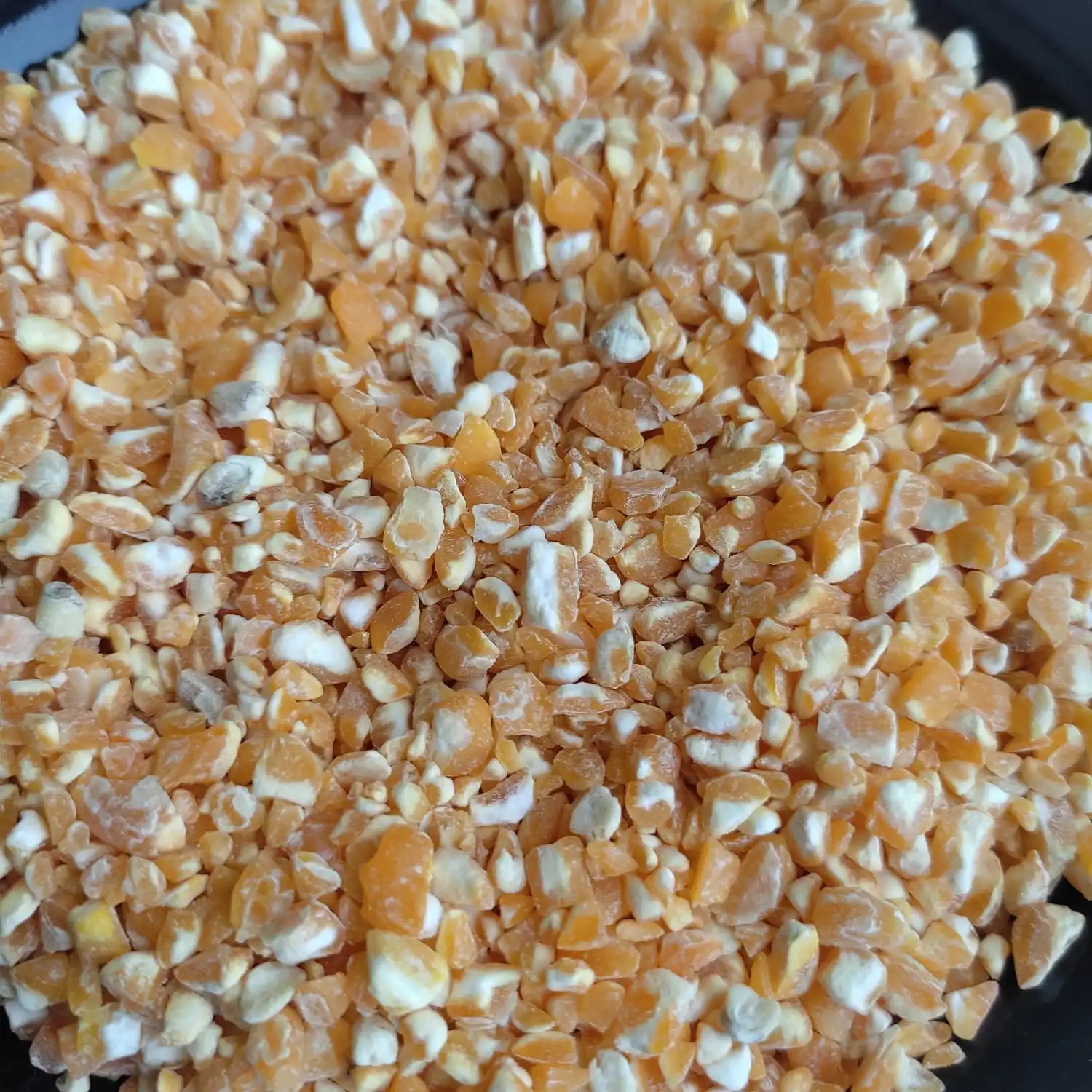 Indian Yellow Broken Maize From Indian Farming With Food Quality and Price is Very Low For Bird Feed Consumption