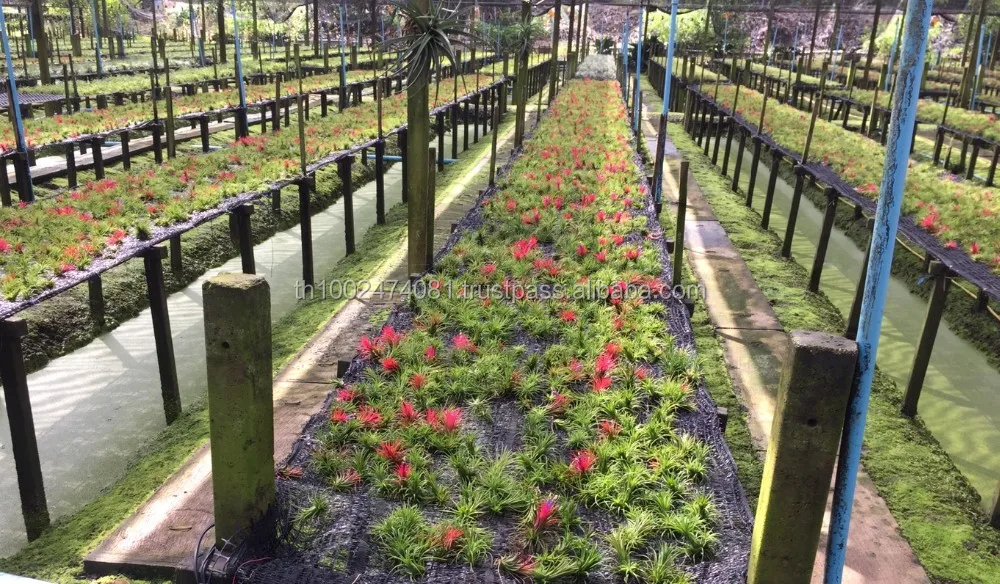 Air plant Tillandsia lonantha Bulbosa Medusa  Funckiana