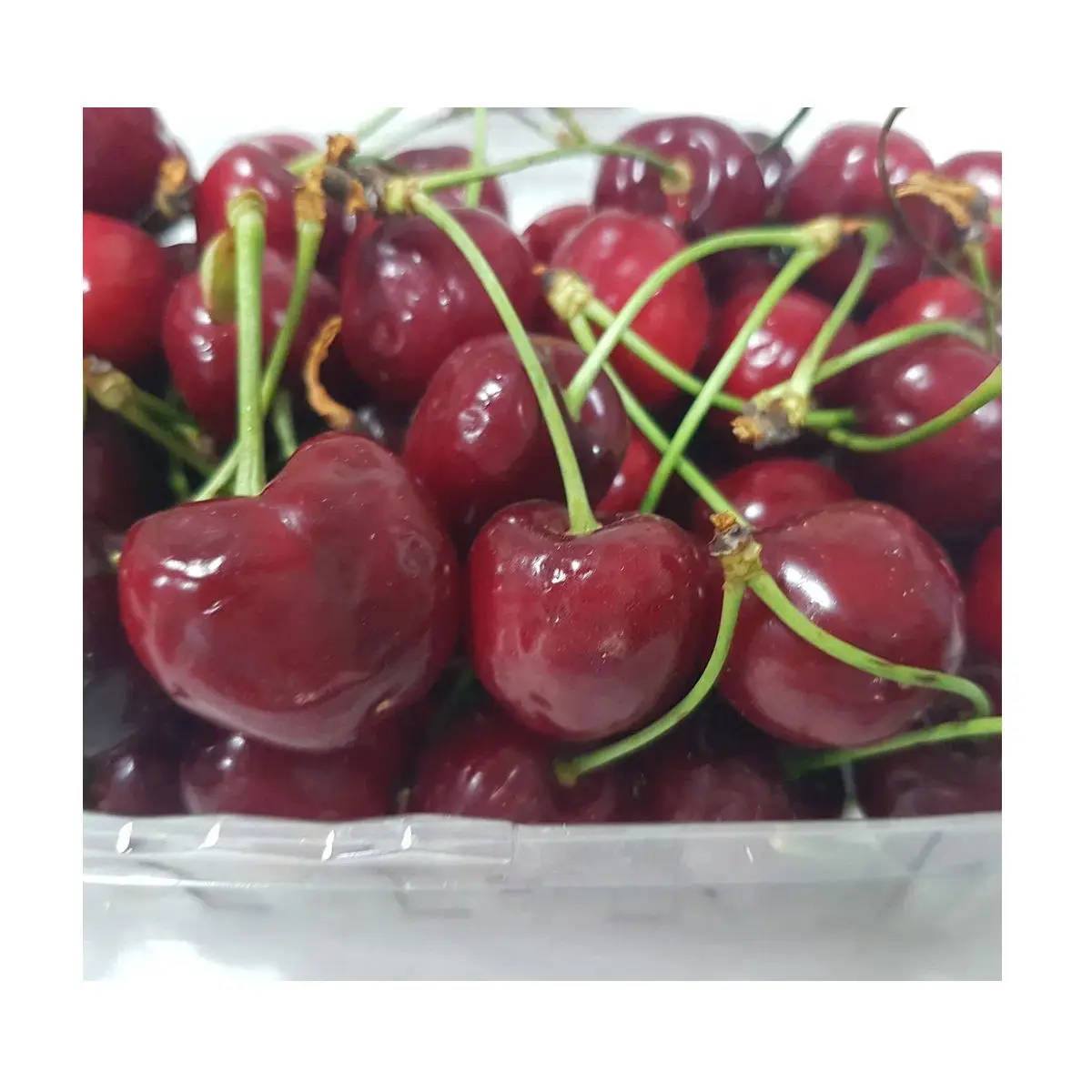 High grade New Cherries crop 2023 natural fresh cherry manufacturer organic red sweet cherries
