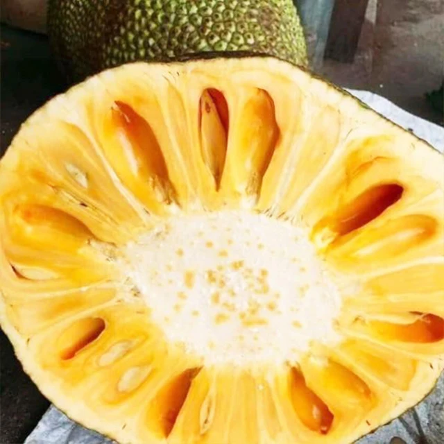 GRADE A JACKFRUIT FROM VIETNAM BEST QUALITY 100% NATURAL FRESH