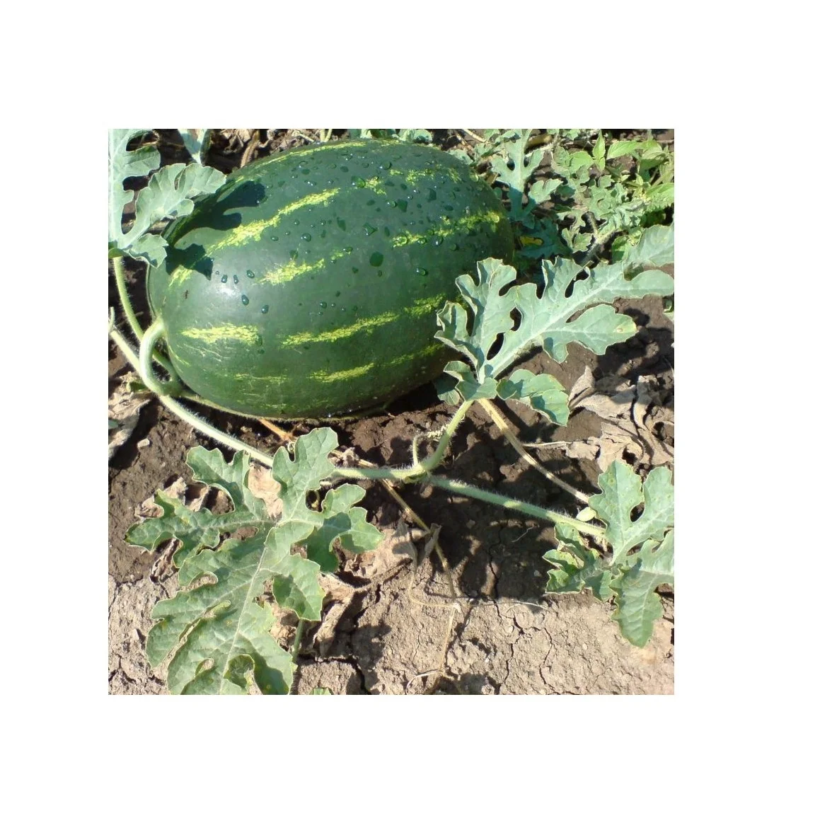 Wholesale Manufacturer and Supplier From Thailand Fresh sweet watermelon High Quality Cheap Price