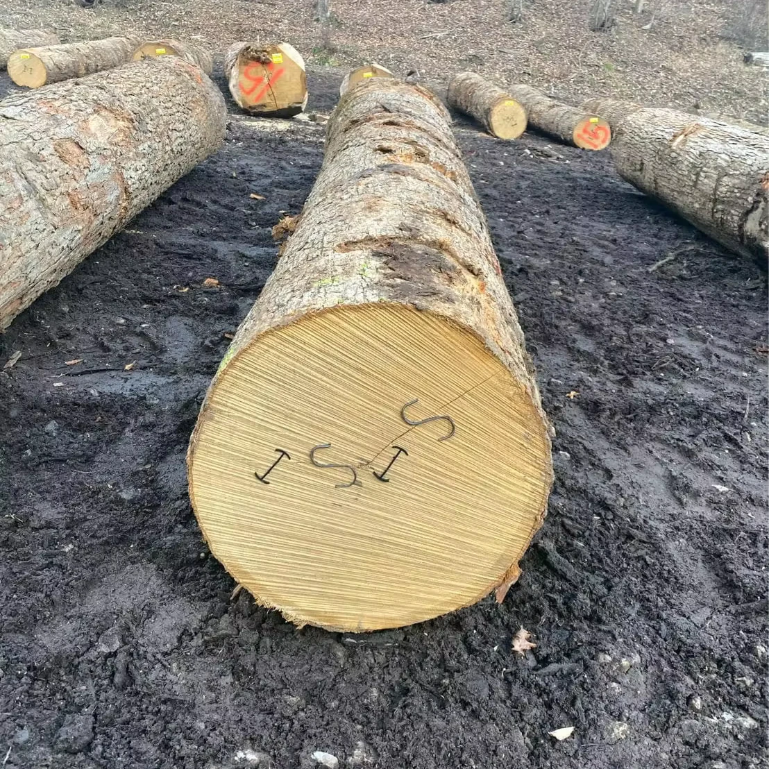 Rough Oak Logs For Sale