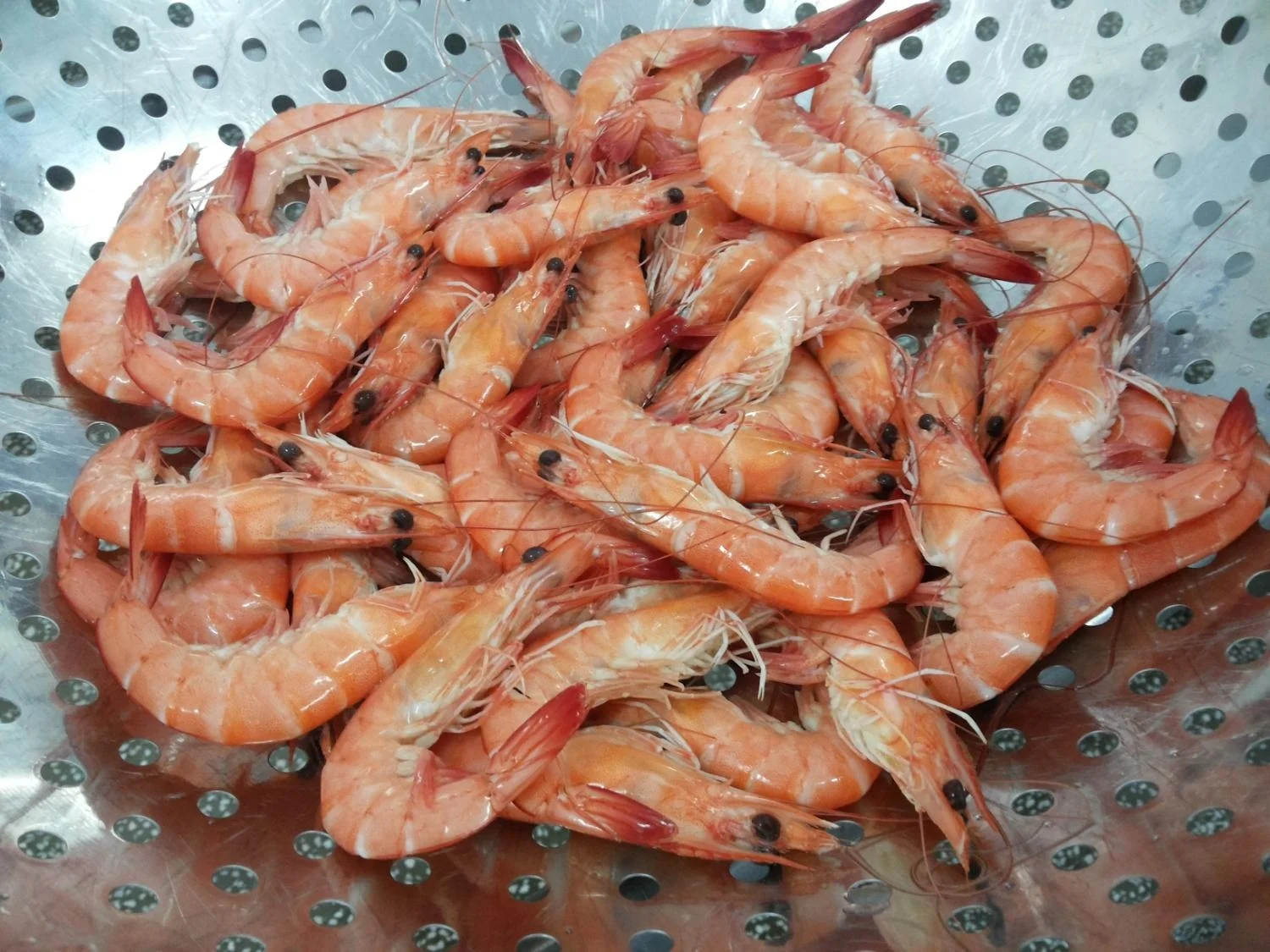 Высшее качество, вареные креветки, мороженые, замороженные, из Вьетнама, новый продукт, морепродукты