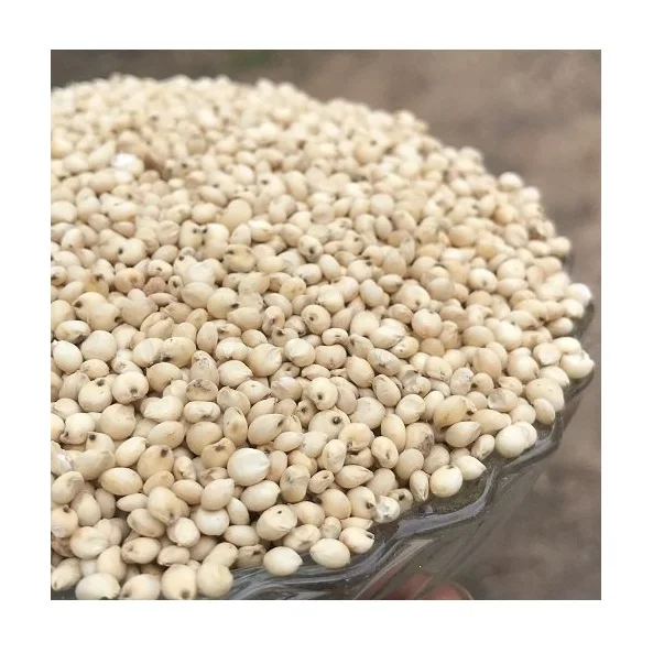 White Milo Sorghum Grains Sorghum Price Per Ton Grain sorghum best quality looking for bulk buyer