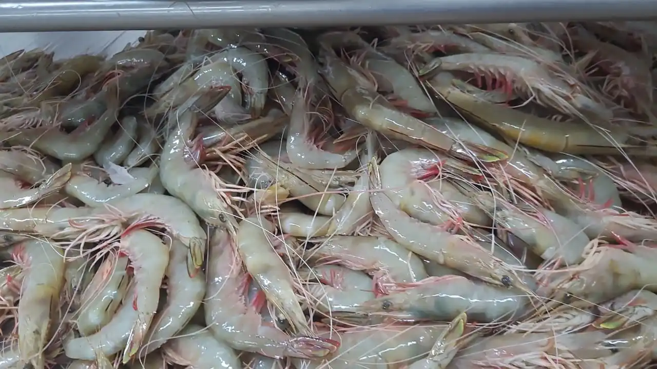 FROZEN HEAD ON SEA WHITE SHRIMPS G-I (PENAEUS INDICUS)